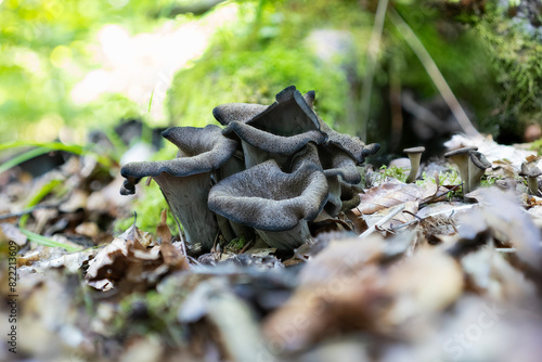 A group of fresh black trumpet mushrooms (Craterellus cornucopioides) in the forest photo