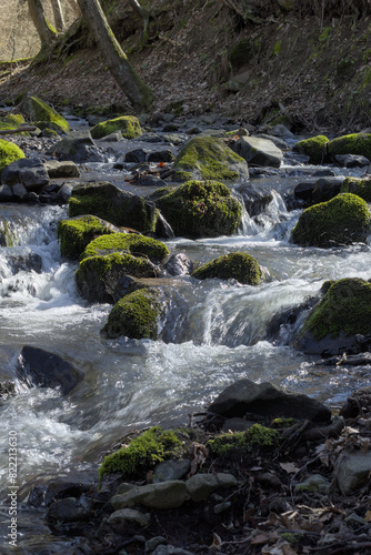 a forest stream flows between moss-covered stones