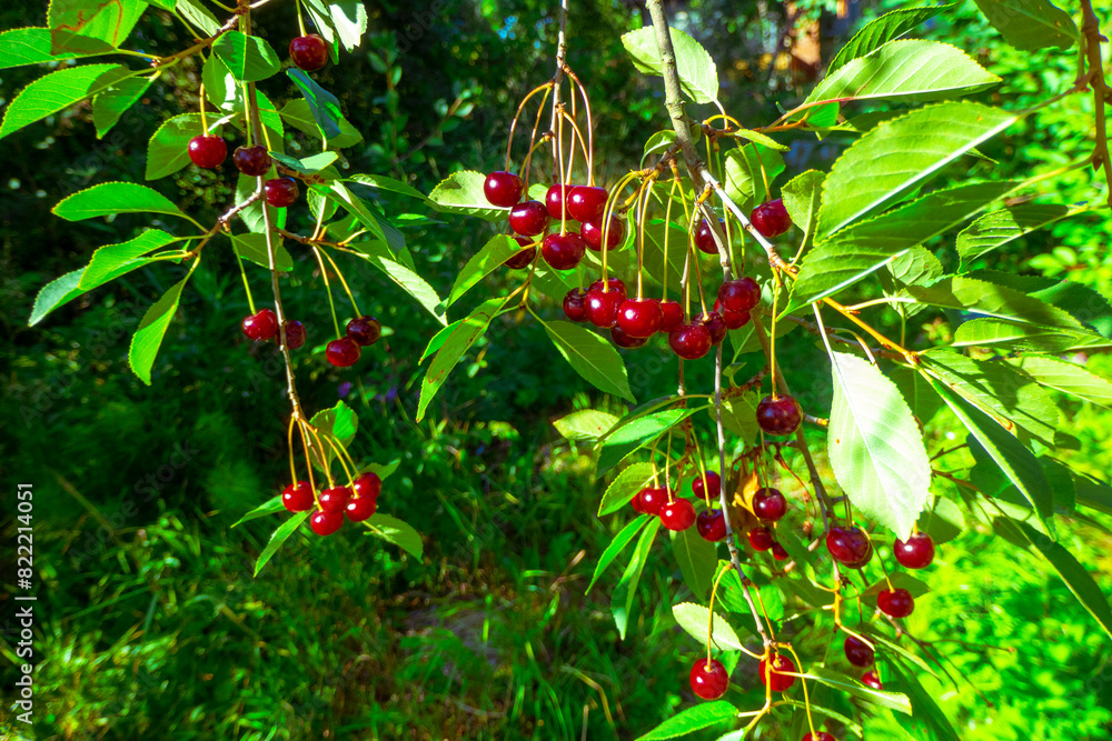 Closeup of Nature view of green leaves and cherry on blurred greenery background in forest. Leave space for letters, Focus on leaf and shallow depth of field. High quality photo