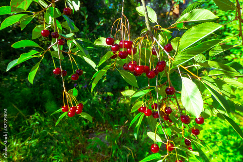 Closeup of Nature view of green leaves and cherry on blurred greenery background in forest. Leave space for letters, Focus on leaf and shallow depth of field. High quality photo