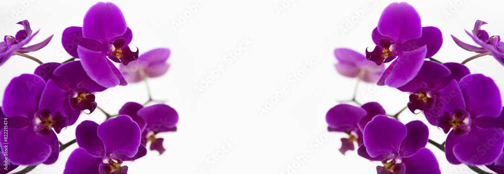 Branch of Orchids with a place for your text. Branch of Orchids with a place for your text.