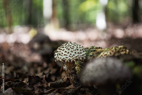 Close-up of a fresh old man of the woods mushroom (Strobilomyces strobilaceus) in a deciduous forest photo