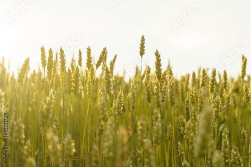 View of a yellow wheat field