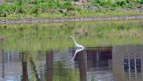 A Great White Egret Fishing On A Pond In Spring In Wisconsin