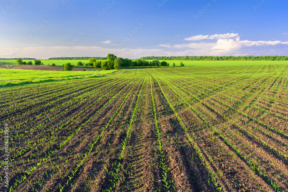 Agricultural fields. A field with rows of young green corn sprouts