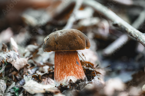 A scarletina bolete (Neoboletus erythropus) at the perfect age photo