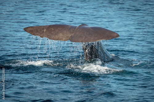 Walflosse, Schwanzflosse schaut aus Wasser, Wasserfontäne, Norwegen photo
