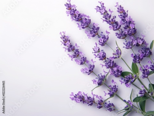 Elegant sprigs of purple lavender flowers laid against a clean white background  showcasing their vibrant color and delicate petals.