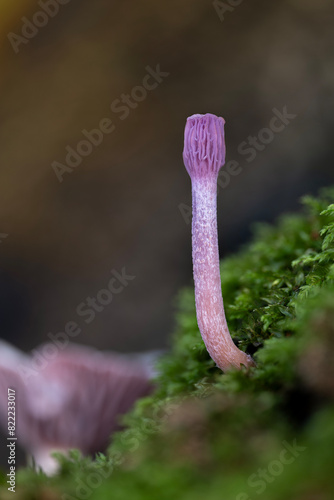 Close-up of an unusually shaped amethyst deceiver mushroom (Laccaria amethystina) on moss photo