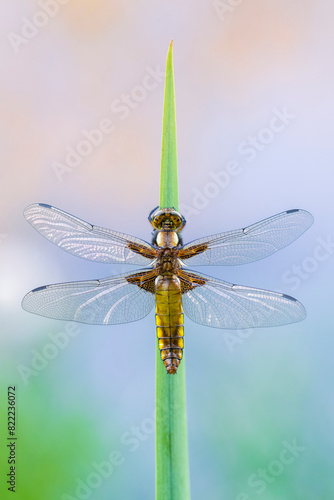 Broad-bodied darter dragonfly (Libellula depressa), newly emerged, resting on reeds. Cornwall, UK. May. 
 photo