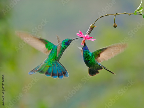 Two Sparkling violetear hummingbirds (Amazilia tzacatl) hovering next to flower, feeding on nectar, cloud forest, Ecuador.  photo