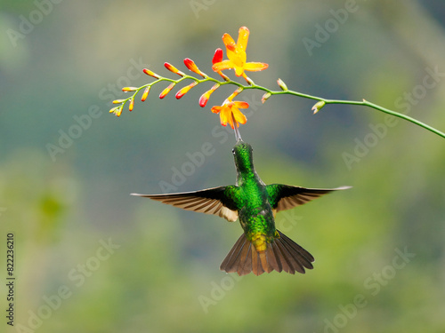 Buff-winged starfrontlet hummingbird (Coeligena lutetiae) hovering next to flower, feeding on nectar, cloud forest, Ecuador.  photo