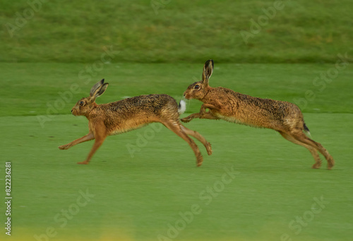 Pair of European hares (Lepus capensis) in courtship chase, UK. July.  photo