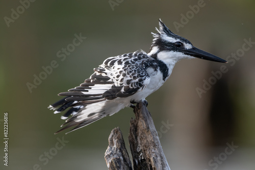Pied kingfisher (Ceryle rudis) female, perched on dead branch, Allahein River, The Gambia.  photo