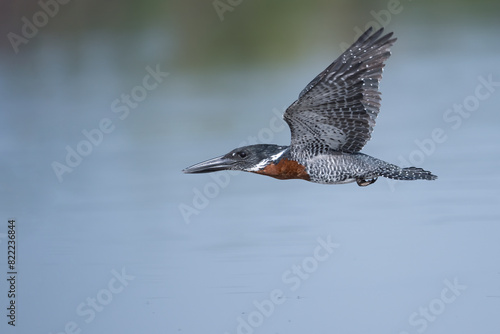 Giant kingfisher (Megaceryle maxima) male, flying low over river, Allahein River, The Gambia.  photo
