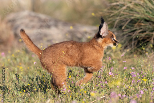 Caracal (Caracal caracal) cub, aged 9 weeks, leaping through grass, Spain. Captive, occurs in Africa and Asia.  photo