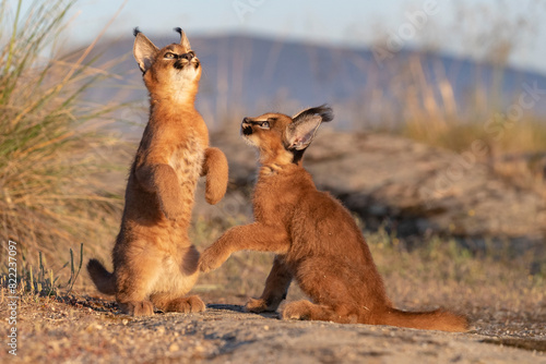 Two Caracal (Caracal caracal) cubs, aged 9 weeks, sitting on hind legs looking up, Spain. Captive, occurs in Africa and Asia.   photo