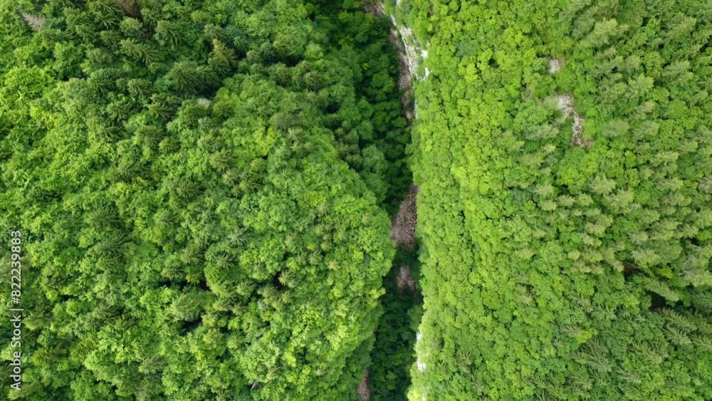Deep throat shot from above by a drone. Green natural background of a forest. Uncontaminated nature composed of green trees. Relaxing shot that makes you appreciate the beauty of nature on a sunny day Deep throat shot from above by a drone. Green natural background of a forest. Uncontaminated nature composed of green trees. Relaxing shot that makes you appreciate the beauty of nature on a sunny day