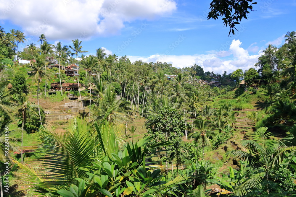 Beautiful rice terraces near Tegallalang village, Ubud, Bali, Indonesia Beautiful rice terraces near Tegallalang village, Ubud, Bali, Indonesia