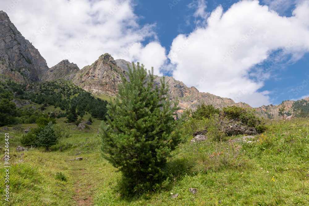 Obraz premium A fir tree on the mountainside. Caucasus Mountains in Ingushetia, Russia