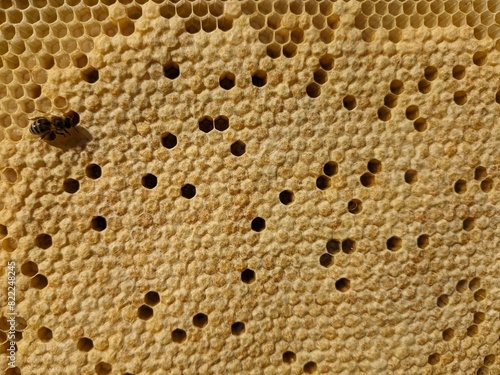 Bilde på lerret Honey bee brood on a wooden frame in an ecological family beekeeping farm