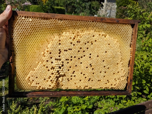 Honey bee brood on a wooden frame in an ecological family beekeeping farm. A close-up view showcasing sustainable beekeeping practices and the importance of Apis mellifera in nature.

