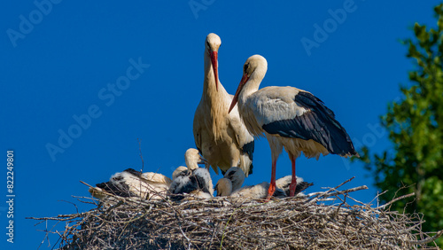 Fotografia Störche mit vier Jungvögeln im Nest