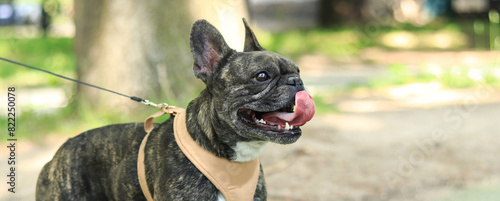 French bulldog on a walk. Dog in a harness. Bulldog dark coat color. Pet. Young dog in harness. French bulldog breed walking in the park on a leash. Walking the dogs in good weather