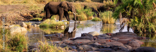 Afrikanische Elefanten und Flusspferde am Wasserloch, Kenia, Ostafrika, Panorama  photo