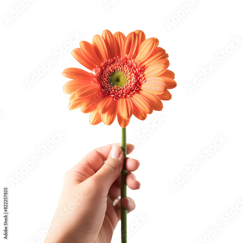 Hand holding flower, transparent background, isolated image, generative AI