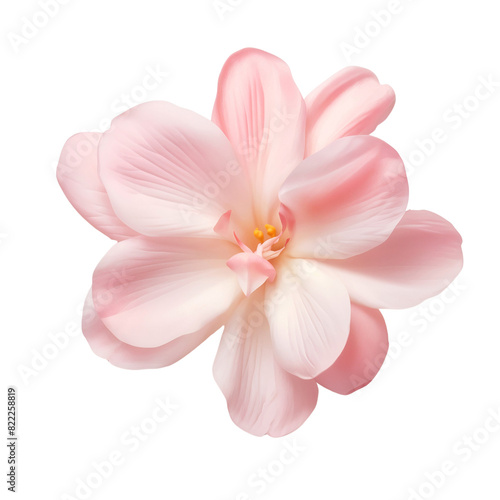 Pink Sakura flower petal isolated on transparent background © The Stock Guy