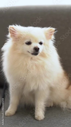 Wallpaper Mural small pomeranian spitz dog looking at the camera and running around the white room at home, very cute puppy Torontodigital.ca