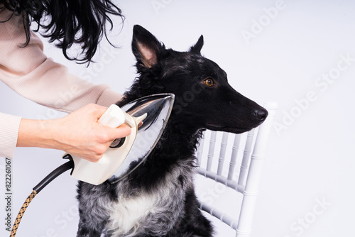 Mudi dog with electric iron on a white background. The dog poses while doing housework.