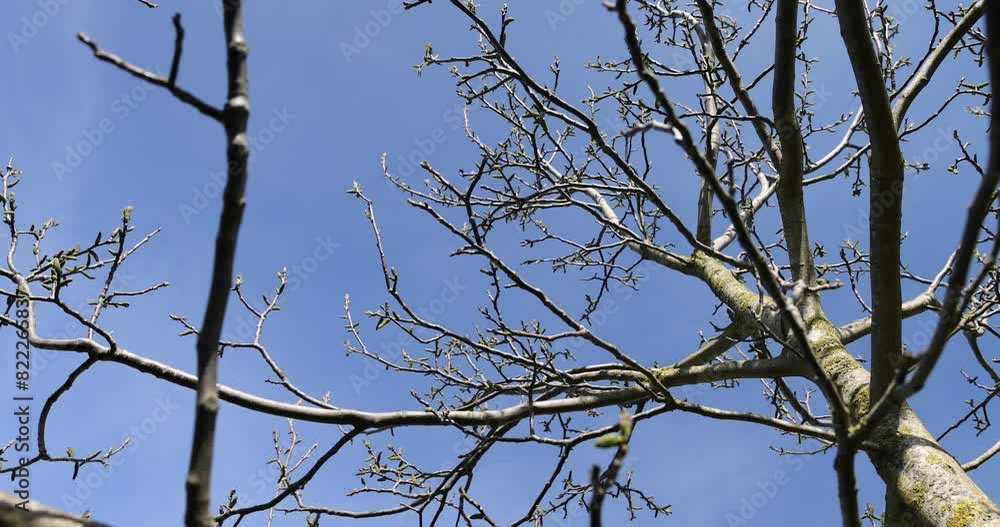 blooming walnut in spring in sunny weather, blooming walnut tree in the orchard