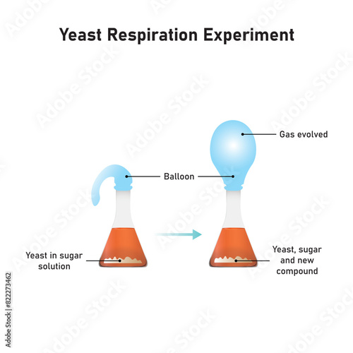 Yeast Respiration Experiment Scientific Design. Vector Illustration.