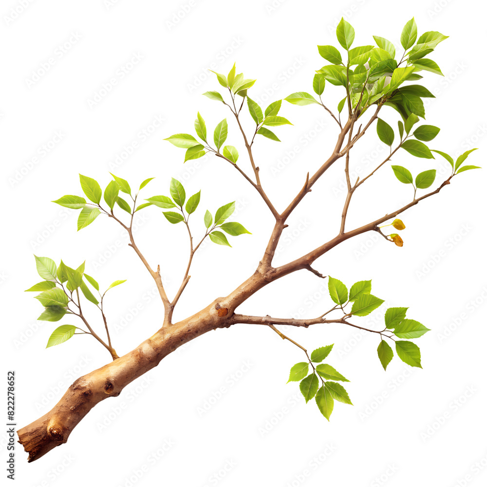 Obraz premium A tree branch on a white background.AI GENERATED