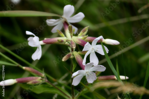 Soapwort (Saponaria officinalis) is a wild and medicinal plant