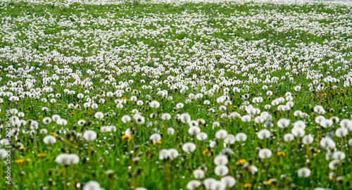 spring meadow with plenty o...