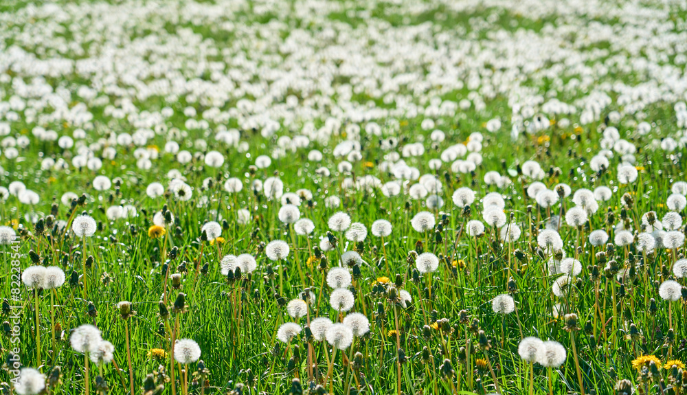 spring meadow with plenty of redy-to-fly dandelion clocks in the Bavarian Forest, Bavaria, Germany