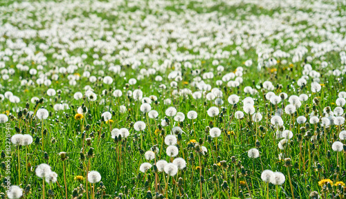 spring meadow with plenty o...