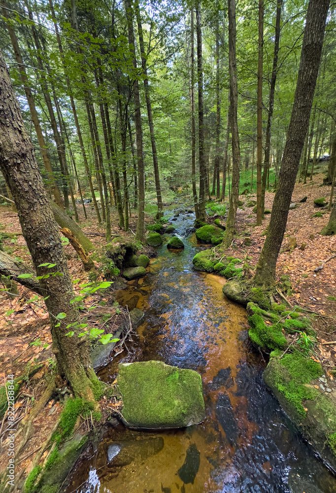 Fototapeta premium landsacpe with little river in a mystery part of the of the Bavarian Forest National Park near Spiegelau, Bavaria, Germany 