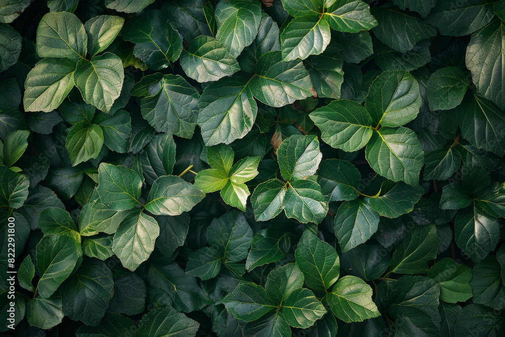 Lush Green Ivy Leaves Background for Natural Freshness and Botanical Design Lush Green Ivy Leaves Background for Natural Freshness and Botanical Design