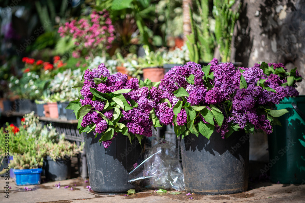 Outdoor flower shop in Tbilisi Georgia. Beautiful bouquet of lilac flowers in plastic bucket for sale at street market Outdoor flower shop in Tbilisi Georgia. Beautiful bouquet of lilac flowers in plastic bucket for sale at street market