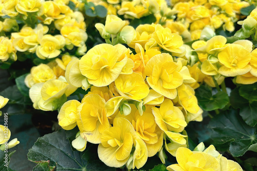 Fotografía fiore di begonia giallo, yellow begonia flower