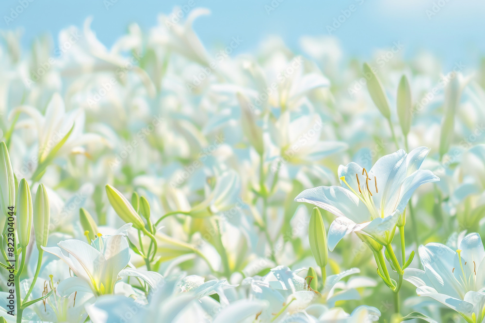 Blooming White Lilies in Sunny Field Captured in Springtime, Symbolizing Purity and Tranquility Blooming White Lilies in Sunny Field Captured in Springtime, Symbolizing Purity and Tranquility