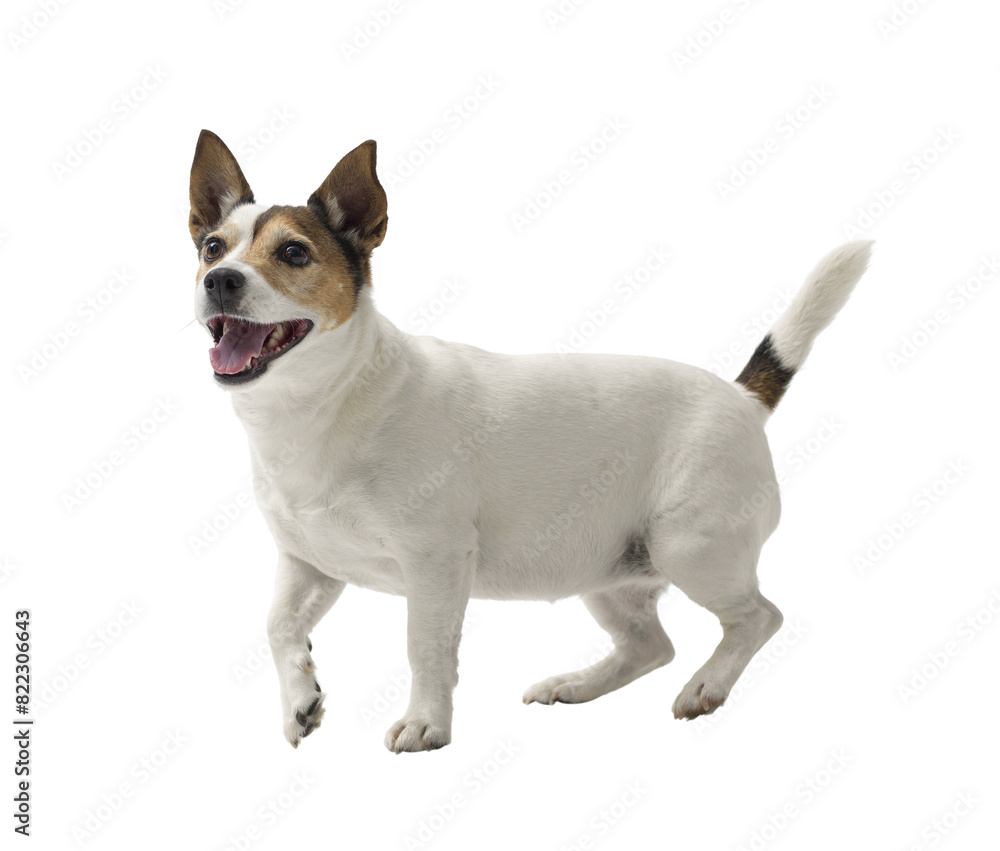  Jack Russell terrier on white background