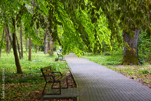 A paved walkway with benches and rows of trees with young green foliage in a summer park