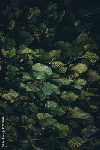 green leaves in the garden