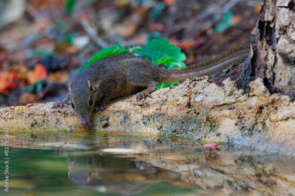 Northern treeshrew drinking water in a pond Northern treeshrew drinking water in a pond