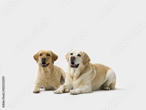 Portrait of Labrador Retriever on white background